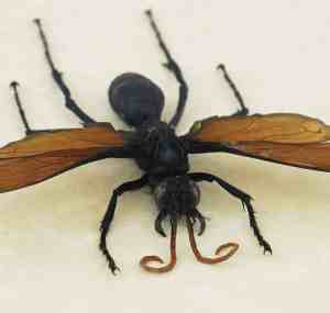 Giant Tarantula Hawk Wasp Pepsis heros female 2.75 inch Framed Taxidermy Display