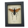 Giant Tarantula Hawk Wasp Pepsis heros female 3 inch Framed Taxidermy Display