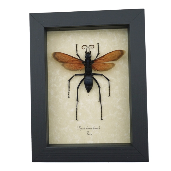 Giant Tarantula Hawk Wasp Pepsis heros female 3 inch Framed Taxidermy Display