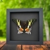 Real Sunset Moth Urania rhipheus Female Resting Framed Taxidermy Moonlight Display