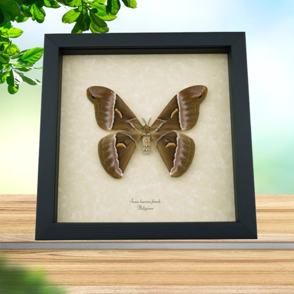 Samia luzonica Female XL Moth Pink Silk Moth Framed Taxidermy Display