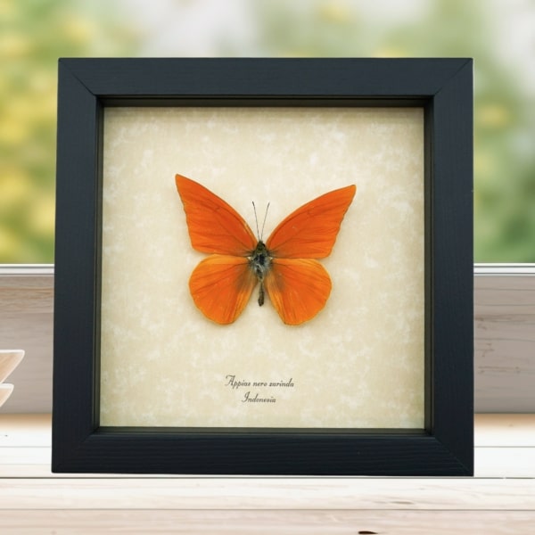 Appias nero zarinda Butterfly Eastern Orange Albatross Framed Insect Taxidermy Display