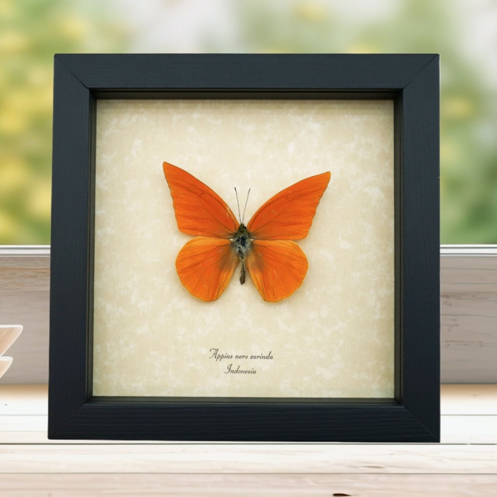 Appias nero zarinda Butterfly Eastern Orange Albatross Framed Insect Taxidermy Display