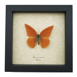 Appias nero zarinda Butterfly Eastern Orange Albatross Framed Insect Taxidermy Display