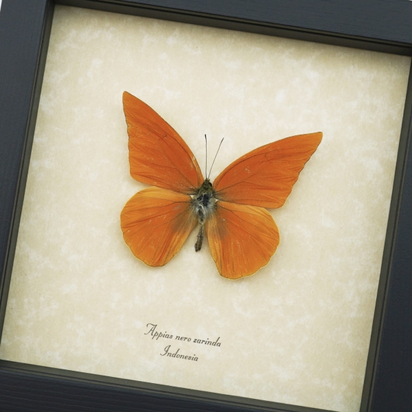 Appias nero zarinda Butterfly Eastern Orange Albatross Framed Insect Taxidermy Display