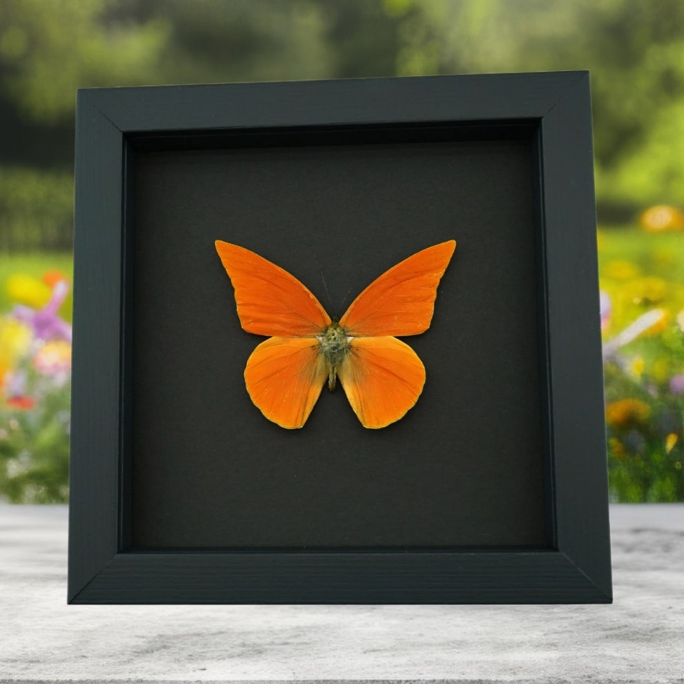 Appias nero zarinda Butterfly Eastern Orange Albatross Framed Insect Taxidermy Moonlight Display Appias nero zarinda Butterfly Eastern Orange Albatross Framed Insect Taxidermy Moonlight Display