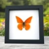 Appias nero zarinda Butterfly Eastern Orange Albatross Framed Insect Taxidermy Classic Black Display