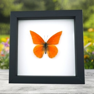Appias nero zarinda Butterfly Eastern Orange Albatross Framed Insect Taxidermy Classic Black Display