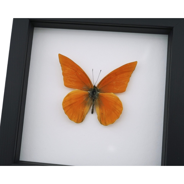 Appias nero zarinda Butterfly Eastern Orange Albatross Framed Insect Taxidermy Classic Black Display