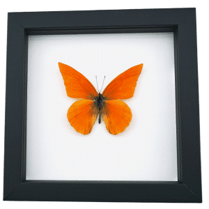 Appias nero zarinda Butterfly Eastern Orange Albatross Framed Insect Taxidermy Classic Black Display