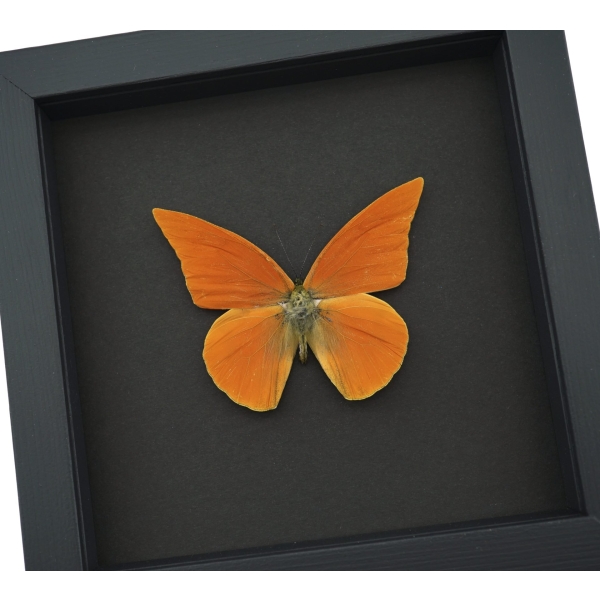 Appias nero zarinda Butterfly Eastern Orange Albatross Framed Insect Taxidermy Moonlight Display