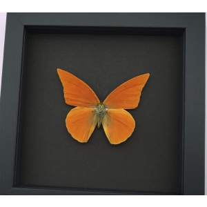Appias nero zarinda Butterfly Eastern Orange Albatross Framed Insect Taxidermy Moonlight Display