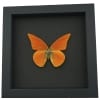 Appias nero zarinda Butterfly Eastern Orange Albatross Framed Insect Taxidermy Moonlight Display