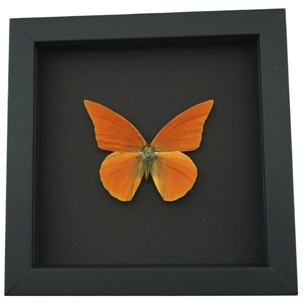 Appias nero zarinda Butterfly Eastern Orange Albatross Framed Insect Taxidermy Moonlight Display