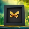 Automeris Io Silk Moth Real Framed Taxidermy Moonlight Display