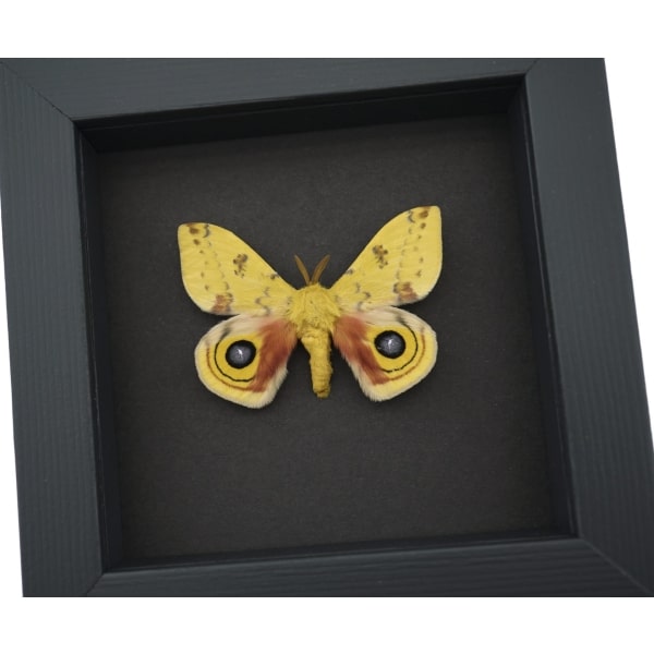 Automeris Io Silk Moth Yellow Pink Io Silkmoth Framed Taxidermy Moonlight Display
