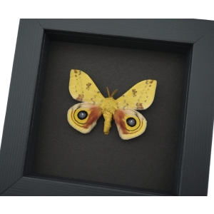 Automeris Io Silk Moth Real Framed Taxidermy Moonlight Display