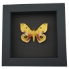 Automeris Io Silk Moth Real Framed Taxidermy Moonlight Display