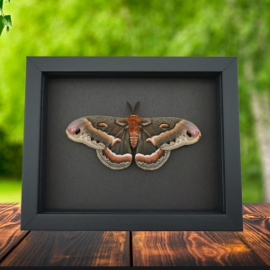 Resting Cecropia Moth Hyalophora cecropia Male Framed Taxidermy Moonlight Display