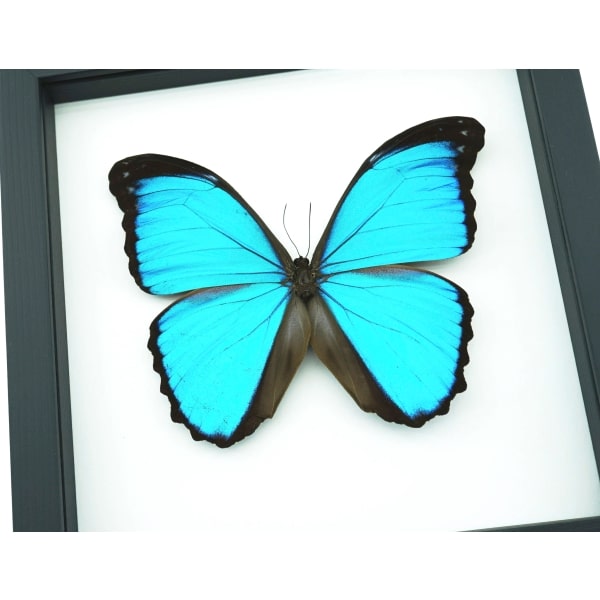 Blue Morpho melacheilus Butterfly Framed Taxidermy Classic Black Display