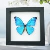 Morpho adonis Blue Morpho Butterfly Framed Taxidermy Classic Black Display