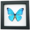 Morpho adonis Blue Morpho Butterfly Framed Taxidermy Classic Black Display