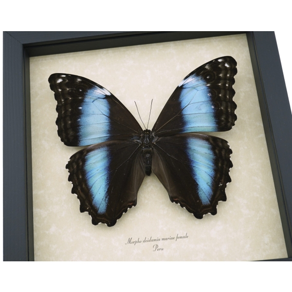 Real Giant Blue Morpho deidamia mariae Female Butterfly Framed Taxidermy Display