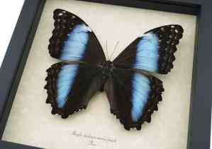 Real Giant Blue Morpho deidamia mariae Female Butterfly Framed Taxidermy Display