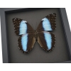 Morpho deidamia mariae Female XL 5 1/4 inch Wingspan Framed Blue Morpho Butterfly Moonlight Display