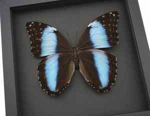 Morpho deidamia mariae Female XL 5 1/4 inch Wingspan Framed Blue Morpho Butterfly Moonlight Display