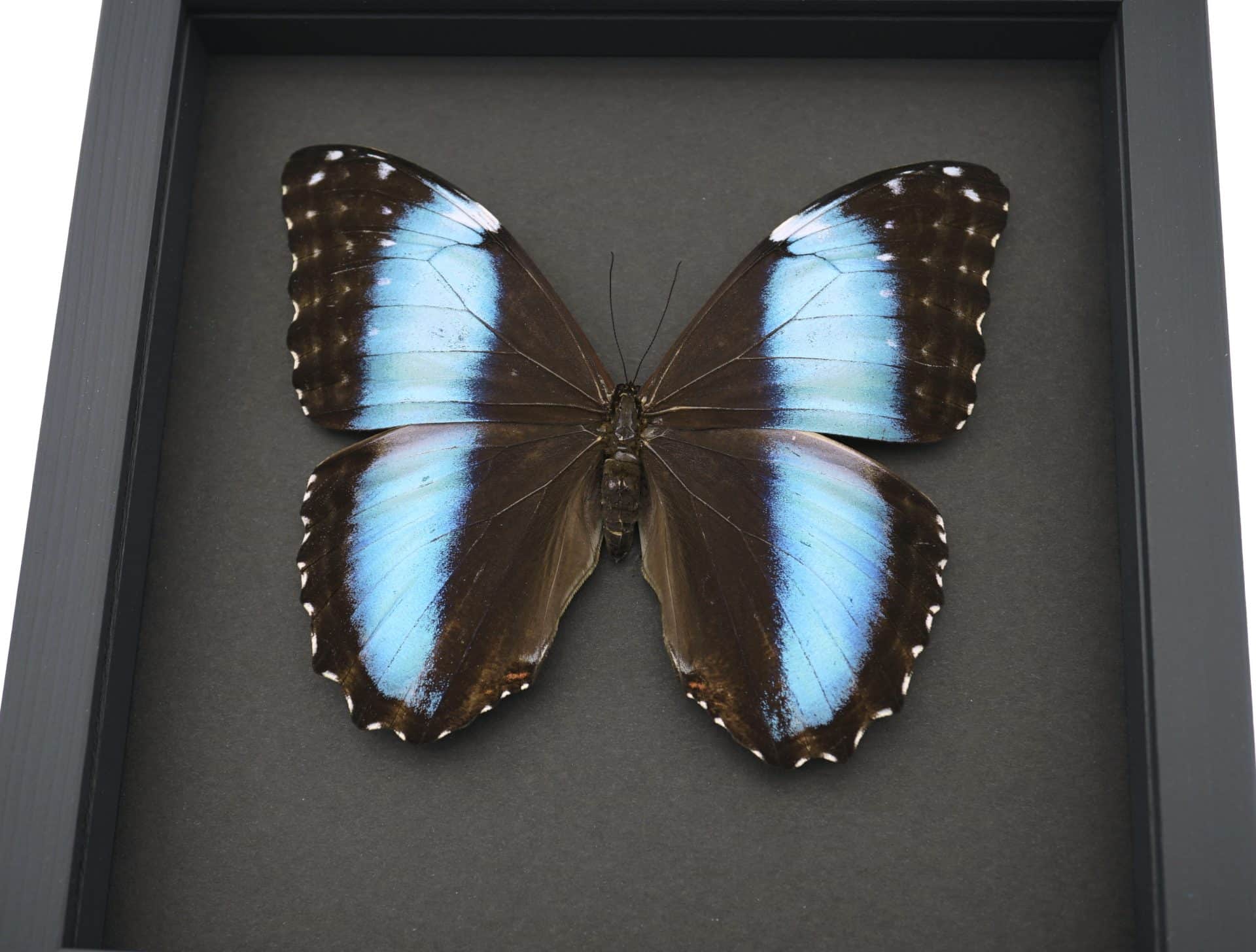 Morpho deidamia mariae Female - XL 5 1/4