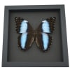 Morpho deidamia mariae Female XL 5 1/4 inch Wingspan Framed Blue Morpho Butterfly Moonlight Display
