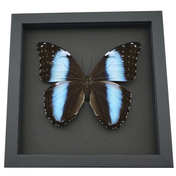 Morpho deidamia mariae Female XL 5 1/4 inch Wingspan Framed Blue Morpho Butterfly Moonlight Display