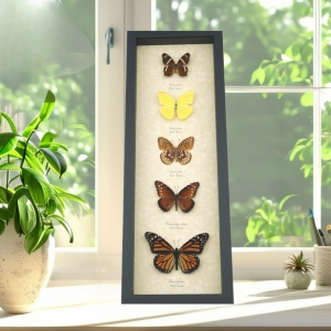 North American Butterfly Collection Framed Butterflies Taxidermy Display