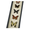 North American Butterfly Collection Real Framed Butterflies Taxidermy Display