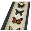 North American Butterfly Collection Real Framed Butterflies Taxidermy Display