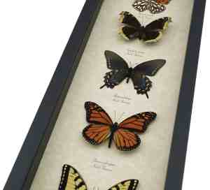 North American Butterfly Collection Real Framed Butterflies Taxidermy Display