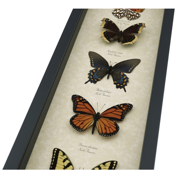 North American Butterfly Collection Real Framed Butterflies Taxidermy Display