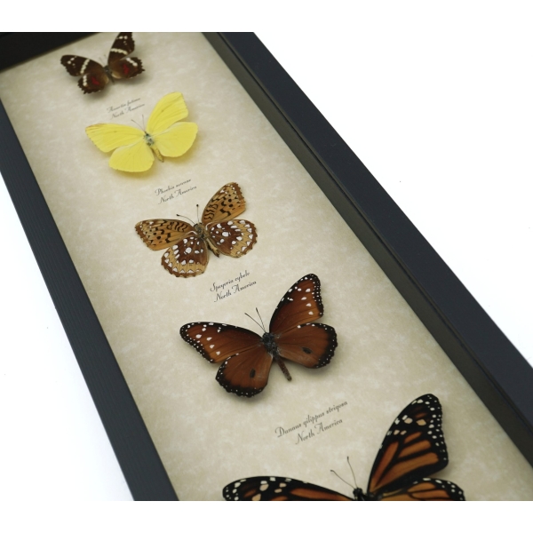 North American Butterfly Collection Framed Butterflies Taxidermy Display