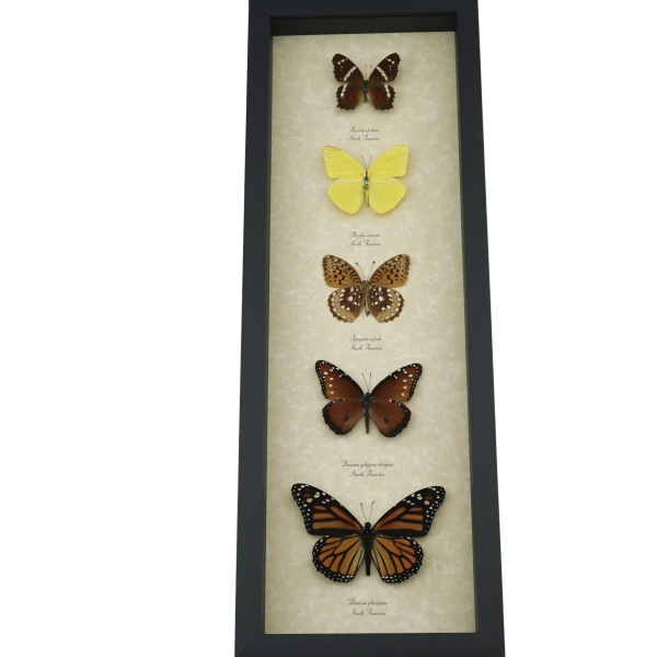 North American Butterfly Collection Framed Butterflies Taxidermy Display