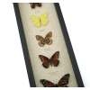 North American Butterfly Collection Framed Butterflies Taxidermy Display