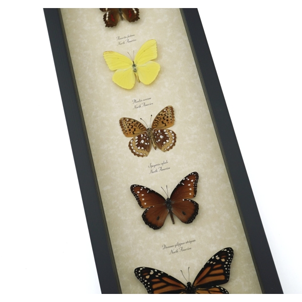 North American Butterfly Collection Framed Butterflies Taxidermy Display