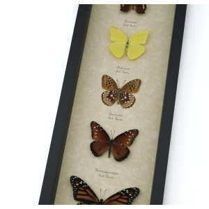 North American Butterfly Collection Framed Butterflies Taxidermy Display