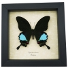 Papilio karna Jungle Jade Swallowtail Butterfly Framed Insect Display