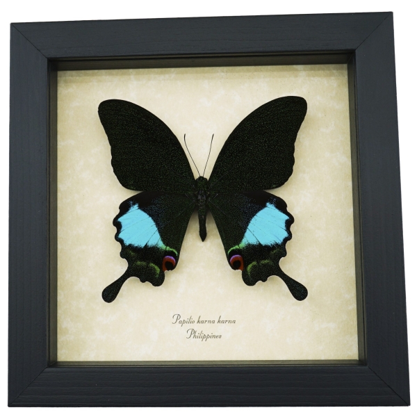 Papilio karna Jungle Jade Swallowtail Butterfly Framed Insect Display