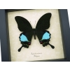 Papilio karna Jungle Jade Swallowtail Butterfly Framed Insect Display