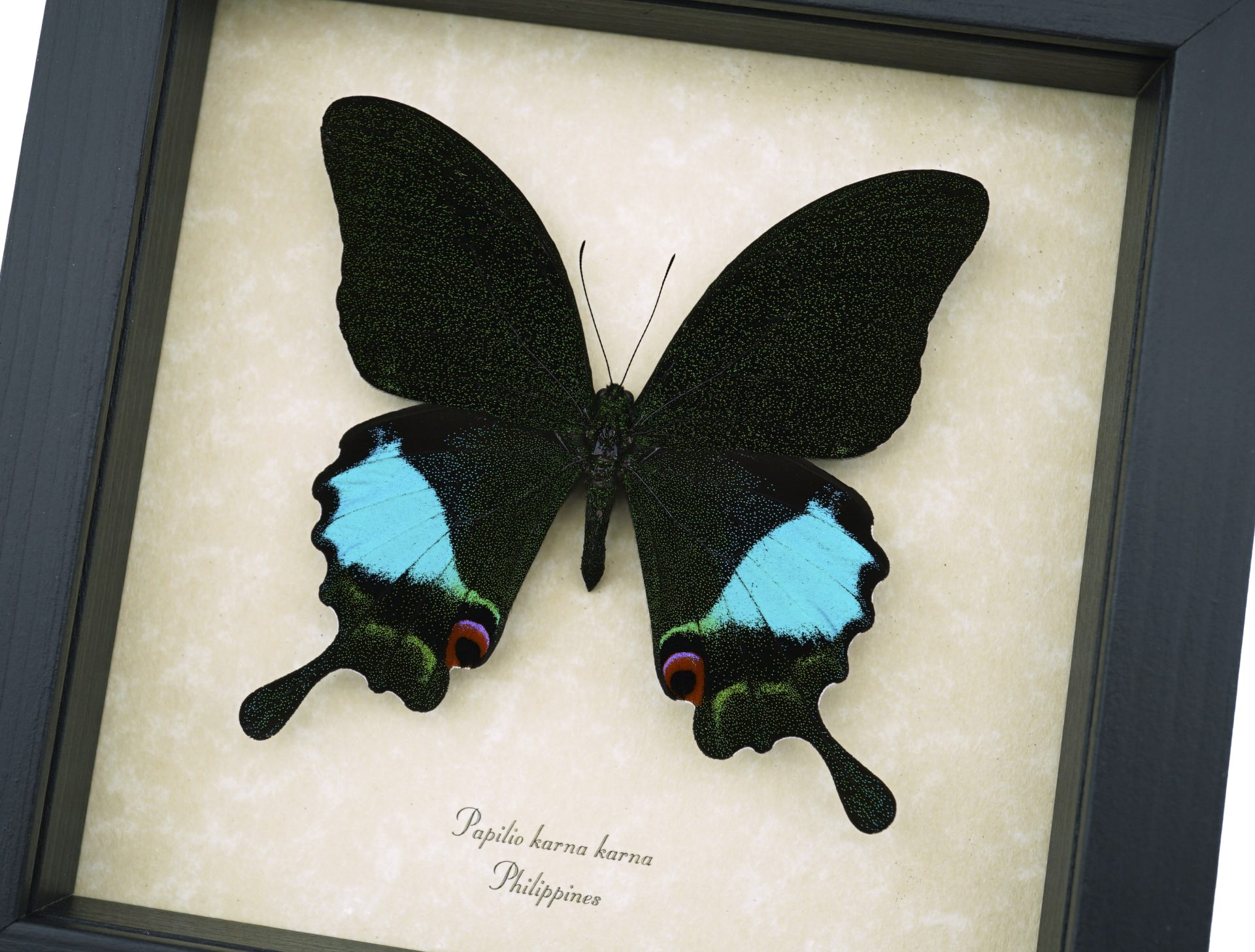 Papilio karna Jungle Jade Swallowtail Butterfly - Framed Insect Display