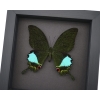 Papilio karna Jungle Jade Swallowtail Butterfly Framed Insect Moonlight Display