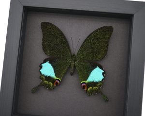Papilio karna Jungle Jade Swallowtail Butterfly Framed Insect Moonlight Display