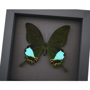 Papilio karna Jungle Jade Swallowtail Butterfly Framed Insect Moonlight Display